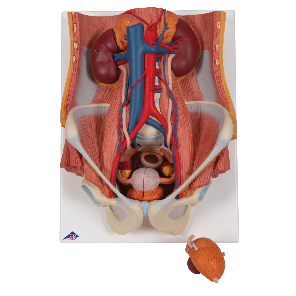 4d Master Human Male Reproductive and Urinary System Anatomy Model for sale online 