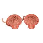 K&eacute;tnemű h&uacute;gy&uacute;ti rendszer, 6 r&eacute;szes, 1000317 [K32], H&uacute;gy&uacute;ti modellek (Small)
