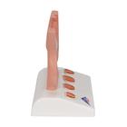 Modello di prostata, &frac12; grandezza naturale, 1000319 [K41], Modelli di Apparato Urinario (Small)