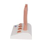 Prostate Model, 1/2 Natural Size, 1000319 [K41], Urology Models (Small)