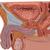 Prostat modeli, 1/2 boyutunda - 3B Smart Anatomy, 1000319 [K41], Saglik egitimi - Erkekler (Small)