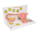 Ovaries & Fallopian Tubes Model with Stages of Fertilization, 2-times magnified, 1000320 [L01], Pregnancy Models (Small)