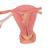 Ovaries & Fallopian Tubes Model with Stages of Fertilization, 2-times magnified - 3B Smart Anatomy, 1000320 [L01], Women's Health Education (Small)