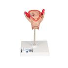 2개월의 태아 모형 Embryo Model, 2nd Month - 3B Smart Anatomy, 1000323 [L10/2], 인간 모형