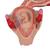 2개월의 태아 모형 Embryo Model, 2nd Month - 3B Smart Anatomy, 1000323 [L10/2], 인간 모형 (Small)
