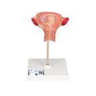 3개월의 태아 모형 Fetus Model, 3rd Month - 3B Smart Anatomy, 1000324 [L10/3], 임신 모형