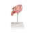 Fetus Modell, 4. Monat, Bauchlage - 3B Smart Anatomy, 1018626 [L10/4], Schwangerschaft (Small)
