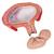 第四个月胎儿，腹卧位 - 3B Smart Anatomy, 1018626 [L10/4], 妊娠模型 (Small)