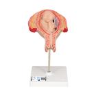 Плод, 5 месяцев, ягодичное предлежание - 3B Smart Anatomy, 1018630 [L10/5], Модели стадий беременности