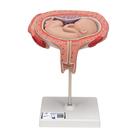 5개월의 태아 모형 (가로로 위치)  5th Month Fetus - Transverse Lie - 3B Smart Anatomy, 1000327 [L10/6], 임신 모형
