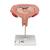 5개월의 태아 모형 (가로로 위치)  5th Month Fetus - Transverse Lie - 3B Smart Anatomy, 1000327 [L10/6], 인간 모형 (Small)