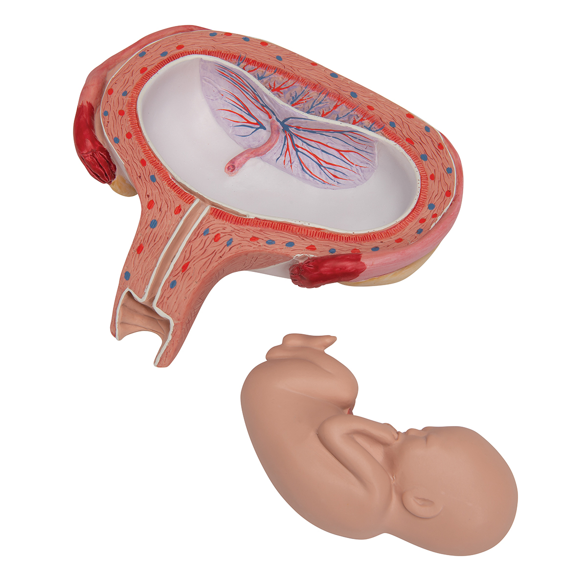 Anatomical Teaching Model - Plastic OB/GYN Models - Pregnancy Models ...