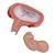 5개월의 태아 모형 (가로로 위치)  5th Month Fetus - Transverse Lie - 3B Smart Anatomy, 1000327 [L10/6], 임신 모형 (Small)