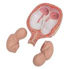 Twin Fetuses Model, 5th Month in Normal Position, 1000328 [L10/7], Pregnancy Models (Small)