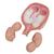 Feti gemelli al 5º mese, posizione normale - 3B Smart Anatomy, 1000328 [L10/7], Modelli Gravidanza (Small)