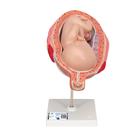 7개월 태아 모형 7th Month Fetus - 3B Smart Anatomy, 1000329 [L10/8], 임신 모형