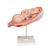 Fetus Model, 7th Month - 3B Smart Anatomy, 1000329 [L10/8], Pregnancy Models (Small)