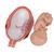 Fetus Modell, 7. Monat - 3B Smart Anatomy, 1000329 [L10/8], Schwangerschaft (Small)