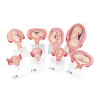 Pregnancy Models Series, 8 Individual Embryo & Fetus Models - 3B Smart Anatomy, 1018627 [L10], Human