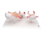 Pregnancy Models Series, 5 Embryo & Fetus Models on a Base, 1018633 [L11/9], Pregnancy Models (Small)