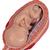 3B Scientific® 胎儿发育系列，5个模型 - 3B Smart Anatomy, 1018633 [L11/9], 妊娠模型 (Small)