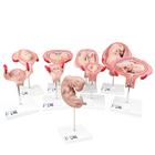 Série de grossesse de luxe 3B Scientific®, 9 Modèles - 3B Smart Anatomy, 1018628 [L11], Modèles de grossesse