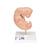 Эмбрион в 25-кратном увеличении - 3B Smart Anatomy, 1014207 [L15], Модели стадий беременности (Small)