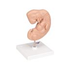 Embryo Modell, 25-fache Gr&ouml;&szlig;e, 1014207 [L15], Schwangerschaft (Small)
