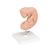 胚胎模型，实物的25倍 - 3B Smart Anatomy, 1014207 [L15], 人类 (Small)