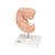 Human Embryo Model, 25 times Life-Size - 3B Smart Anatomy, 1014207 [L15], Pregnancy Models (Small)
