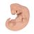 胚胎模型，实物的25倍 - 3B Smart Anatomy, 1014207 [L15], 妊娠模型 (Small)