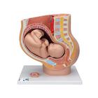 Pregnancy Pelvis Model in Median Section with Removable Fetus (40 weeks), 3 part - 3B Smart Anatomy, 1000333 [L20], Pregnancy Models