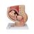 Pregnancy Pelvis Model in Median Section with Removable Fetus (40 weeks), 3 part - 3B Smart Anatomy, 1000333 [L20], Pregnancy Models (Small)