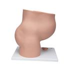 Pregnancy Pelvis Model in Median Section with Removable Fetus (40 weeks), 3 part, 1000333 [L20], Pregnancy and Childbirth Education (Small)