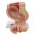 Pregnancy Pelvis Model in Median Section with Removable Fetus (40 weeks), 3 part - 3B Smart Anatomy, 1000333 [L20], Pregnancy Models (Small)