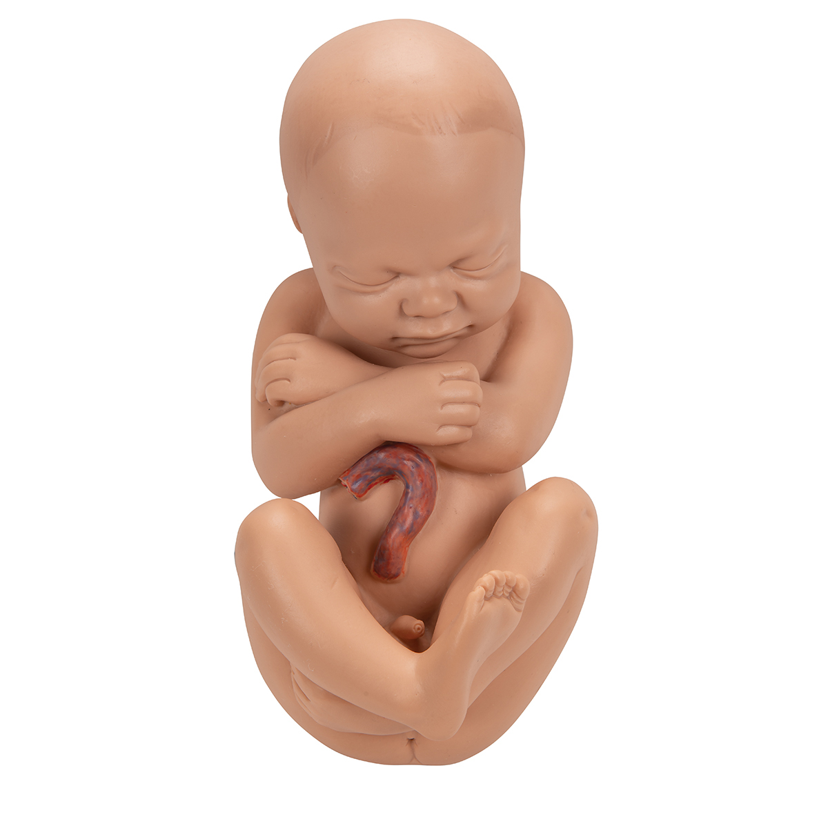 Modèle anatomique de bassin - 78951 - Health Edco & Childbirth