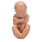 Pregnancy Pelvis Model in Median Section with Removable Fetus (40 weeks), 3 part, 1000333 [L20], Pregnancy and Childbirth Education (Small)