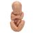 Pelvis de embarazo, 3 piezas. - 3B Smart Anatomy, 1000333 [L20], Modelos de Embarazo (Small)