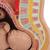 妊娠骨盆,3部分组成 - 3B Smart Anatomy, 1000333 [L20], 人类 (Small)
