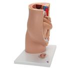 Pelvis de embarazo, 3 piezas., 1000333 [L20], Modelos de Embarazo (Small)