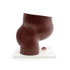 Pregnancy Pelvis Model in Median Section with Removable Fetus (40 weeks), 3 part, dark skin, 1024385 [L20D], Pregnancy Models (Small)