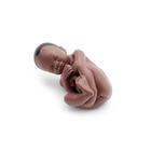 Модель беременности, 3 части,&nbsp;темным цветом кожи, 1024385 [L20D], Модели стадий беременности (Small)