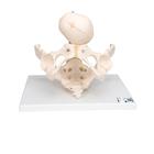 Doğum sırasında pelvis - 3B Smart Anatomy, 1000334 [L30], Hamilelik ve dogum Egitim