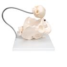 Childbirth Demonstration Pelvis Skeleton Model with Fetal Skull, 1000334 [L30], Pregnancy and Childbirth Education (Small)
