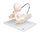 Childbirth Demonstration Pelvis Skeleton Model with Fetal Skull, 1000334 [L30], Pregnancy and Childbirth Education (Small)