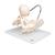 Childbirth Demonstration Pelvis Skeleton Model with Fetal Skull - 3B Smart Anatomy, 1000334 [L30], Pregnancy and Childbirth Education (Small)