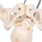 Childbirth Demonstration Pelvis Skeleton Model with Fetal Skull, 1000334 [L30], Pregnancy and Childbirth Education (Small)