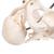 Модель таза, демонстрирующая рождение ребенка - 3B Smart Anatomy, 1000334 [L30], Беременность и роды (Small)