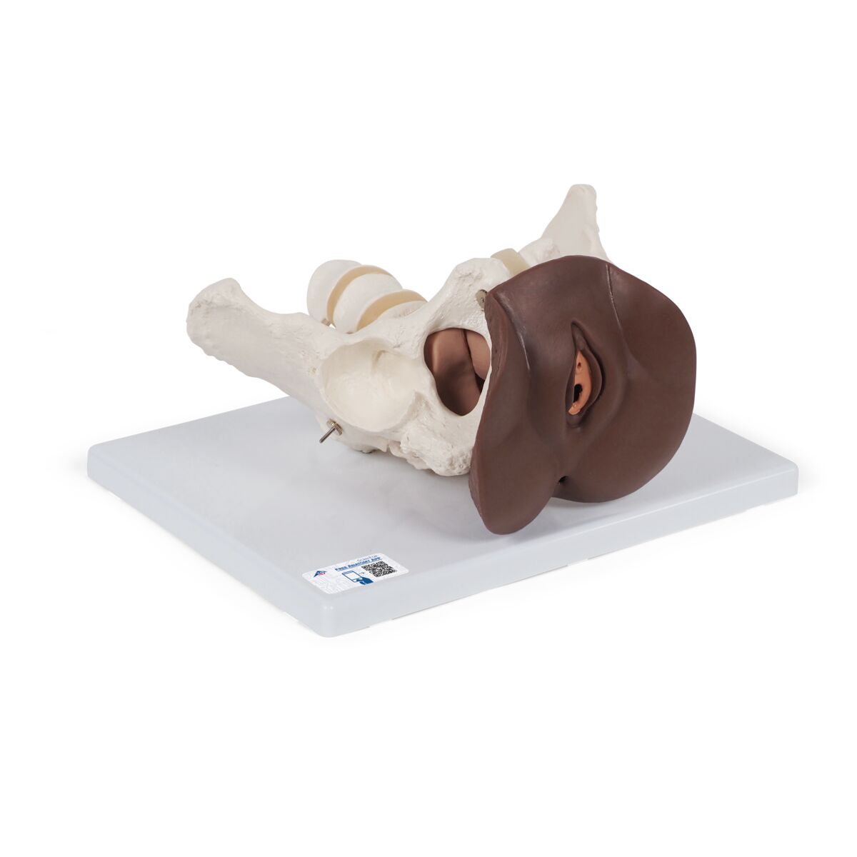 Anatomie Modelle - Weibliches Becken, Anatomie Der  Produktbild-Vorschau 10