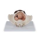Модель таза с половыми органами, 3 части,&nbsp;темным цветом кожи, 1024386 [L31D], Модели гениталий и таза (Small)